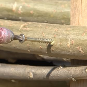 pilekviste pilekviste